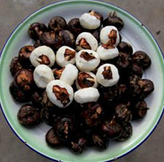 荸薺之旅，探尋內(nèi)心平靜的綠色行情