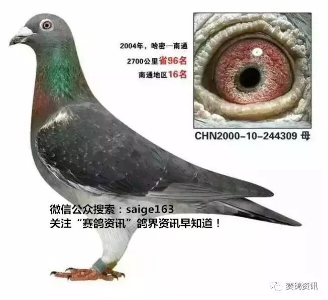 揭秘獨(dú)家自制賽鴿比賽提速藥秘訣，輕松贏在起跑線！