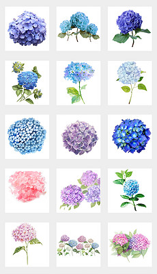 小紅書推薦，繡球花動漫的魔法世界