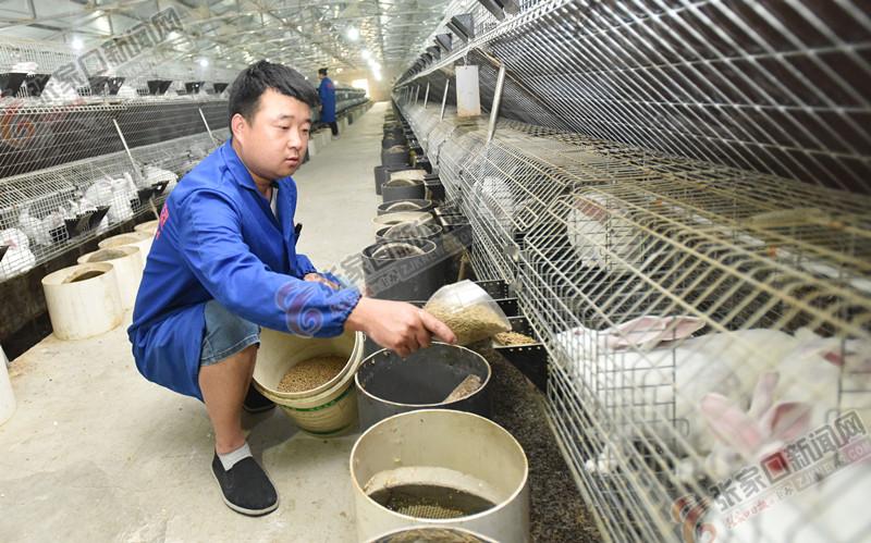 尋找兔場飼養(yǎng)員，最新招聘啟事與小巷特色小店探索之旅