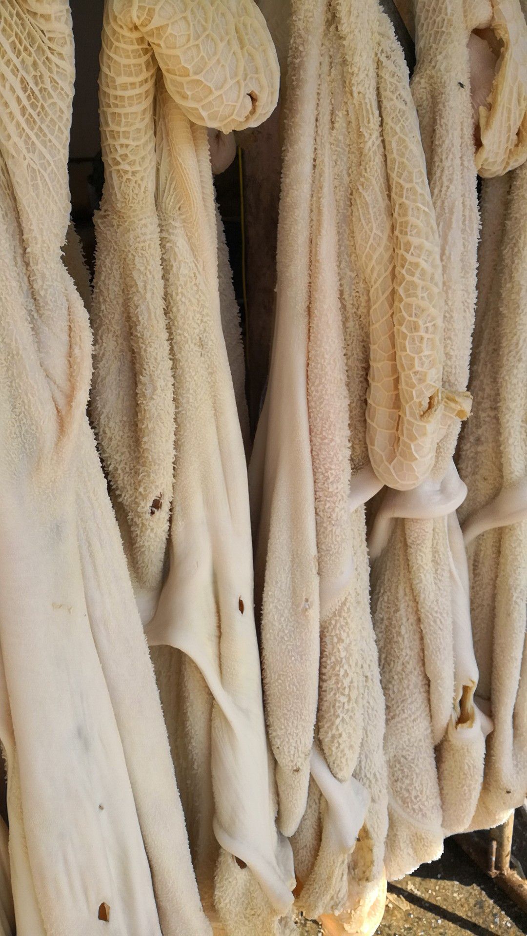 牛肚批發(fā)價(jià)格揭秘，小巷特色小店的探索之旅