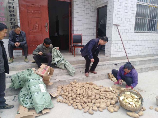 帶你走進(jìn)五彩斑斕的土豆世界，最新土豆品種介紹