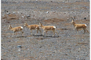 四不像正版+正版四不像,深入研究執(zhí)行計劃_輕量版11.460