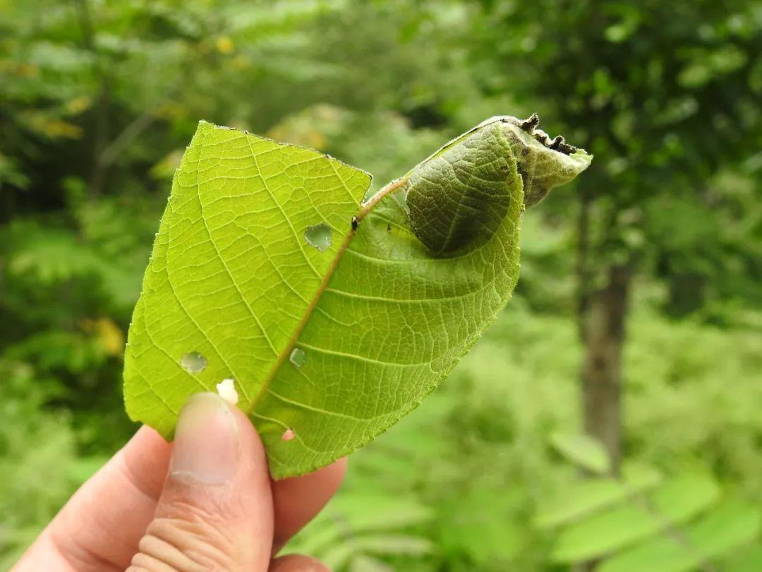 最新野外汽車體驗之旅，駛向自然，探尋內(nèi)心平靜之道