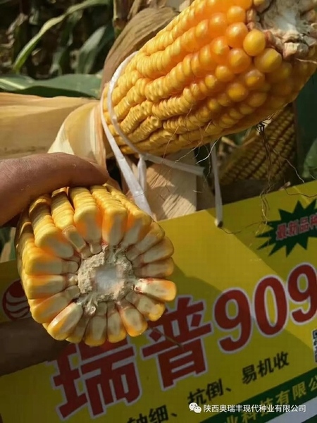 最新國審瑞普909品種，農(nóng)業(yè)發(fā)展的雙刃劍揭秘