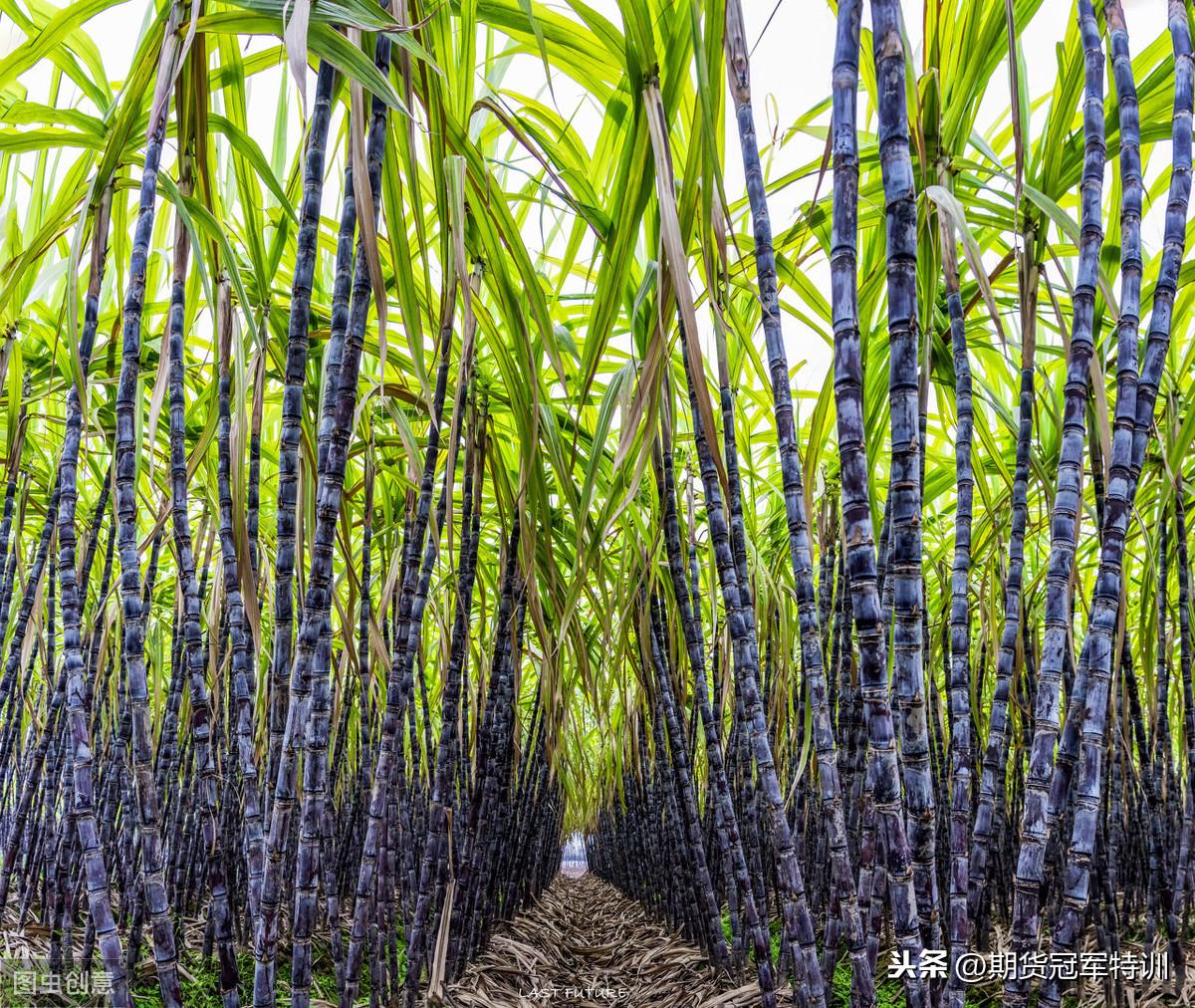 白糖期貨價格，時代印記與市場的風云變幻