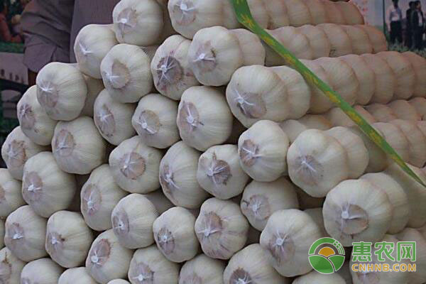 重慶大蒜價格最新動態(tài)，變化中的學(xué)習(xí)助力自信與夢想實現(xiàn)