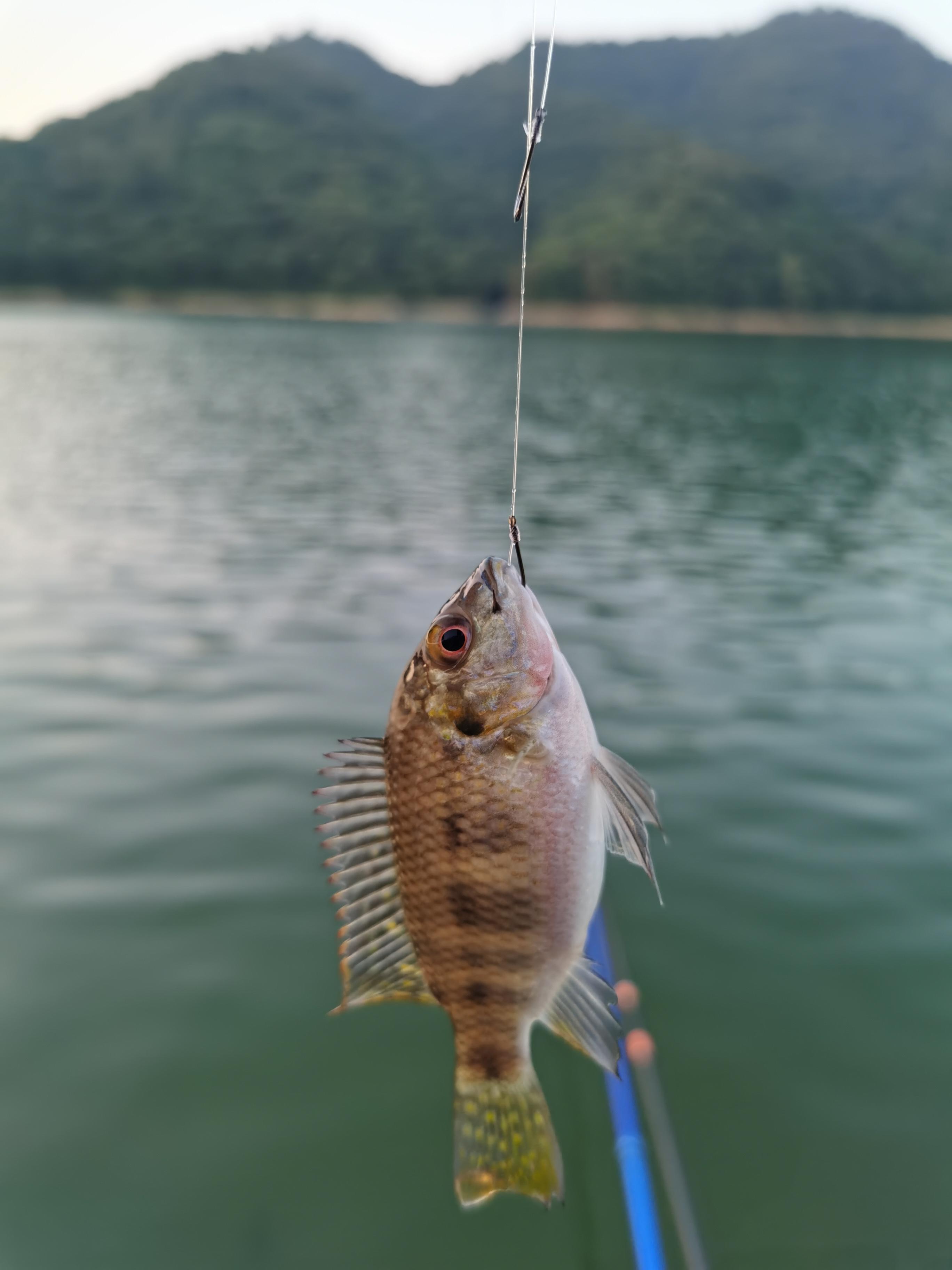 小新續(xù)集最新版，科技與生活融合的新篇章