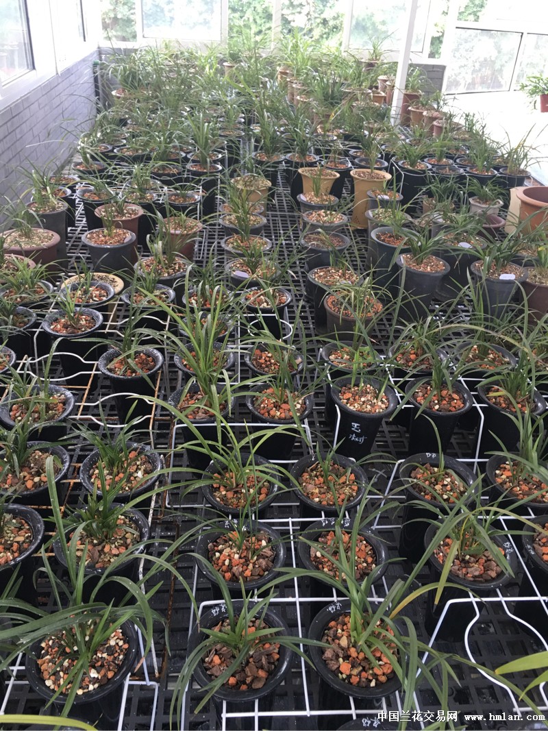 深度洞察2016蘭花市場(chǎng)行情，繁榮背后的故事