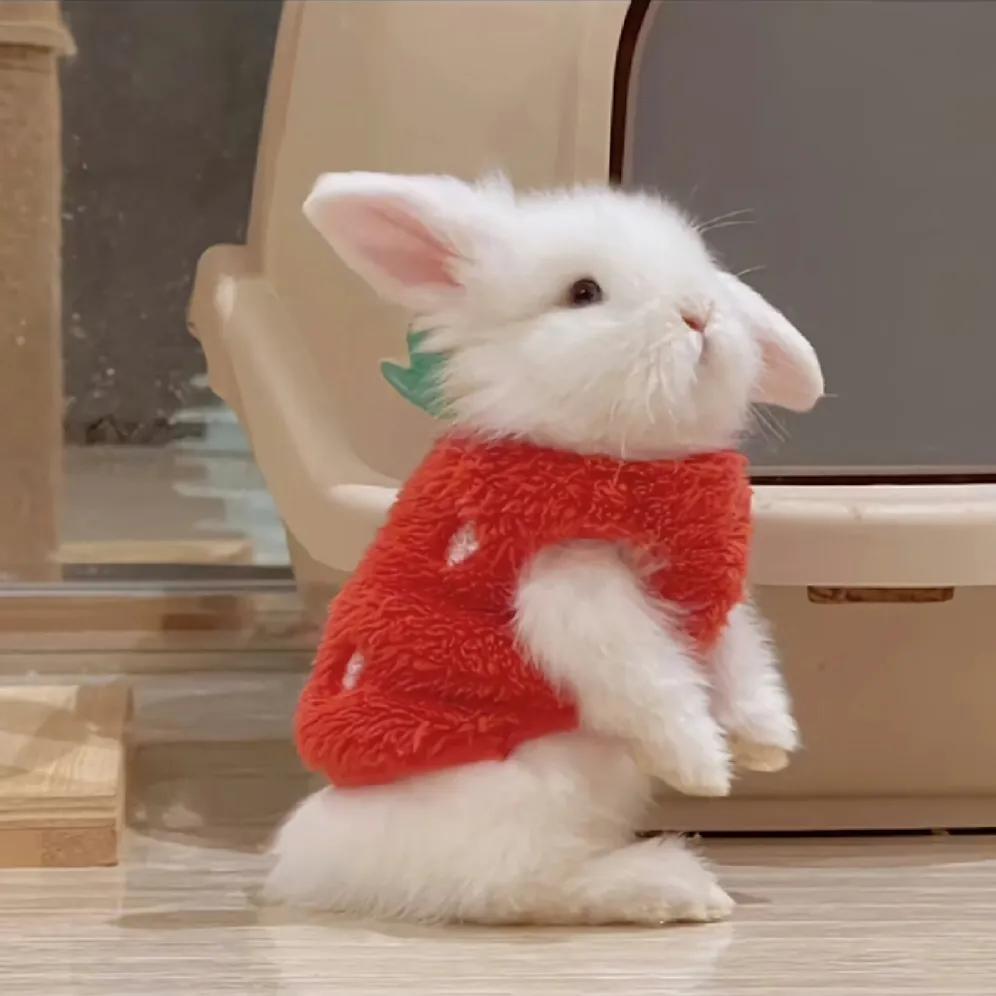 最新可愛頭像，時(shí)尚潮流中的萌文化表達(dá)新風(fēng)尚