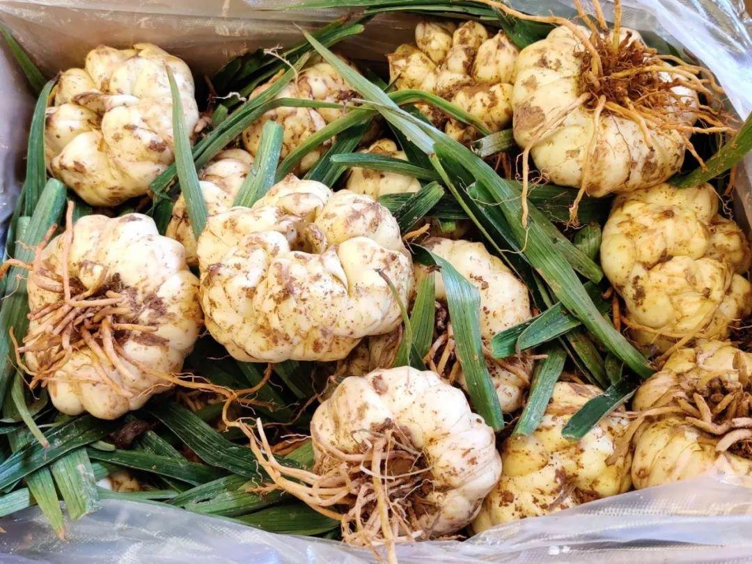 豇豆價格最新行情，科技智能引領(lǐng)生活，應(yīng)用升級再掀波瀾