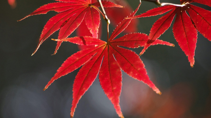 羽毛楓價(jià)格震蕩下跌背后的機(jī)遇與挑戰(zhàn)，學(xué)習(xí)與成長的探索之旅