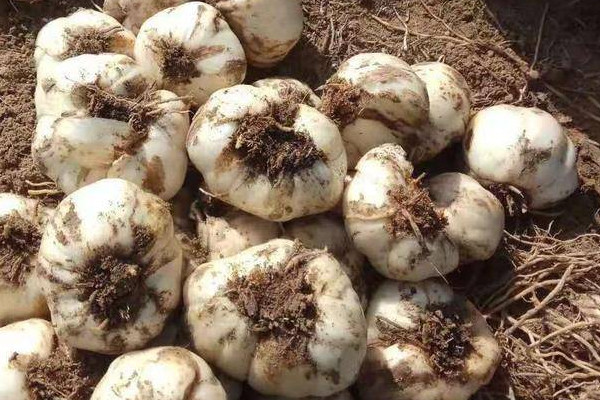 探訪小巷中的獨(dú)特百合小店，新鮮百合上市季節(jié)揭秘！