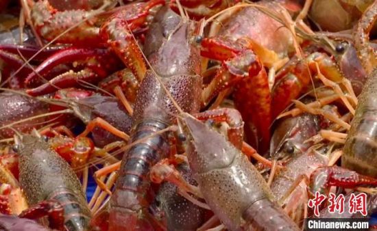 小龍蝦上市公司，產(chǎn)業(yè)繁榮下的多維視角深度剖析