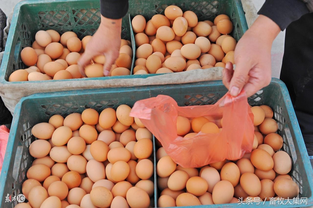 全國雞蛋最新批發(fā)價，市場分析、趨勢預測及影響因素全解析