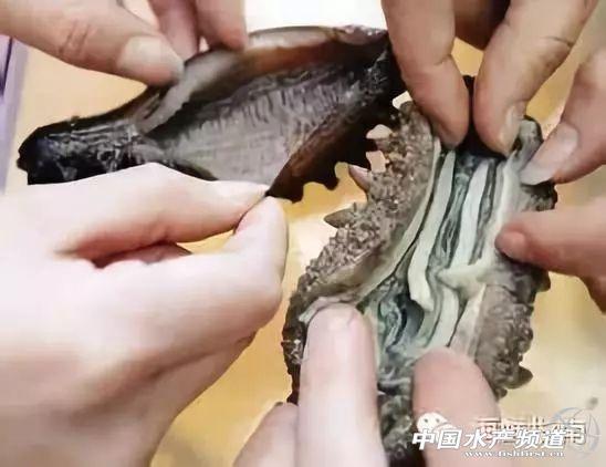 珍貴友情與海參故事，80-100頭海參價(jià)格表與珍貴體驗(yàn)