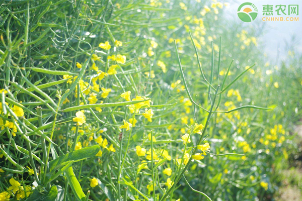 油菜最新行情與溫馨日常故事分享