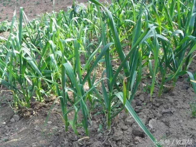 安丘大蒜最新市場價(jià)格揭秘，小巷深處的蒜香寶藏！