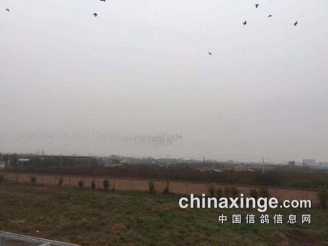 賽威公棚科技革新突破，未來(lái)高科技產(chǎn)品重塑體驗(yàn)新紀(jì)元