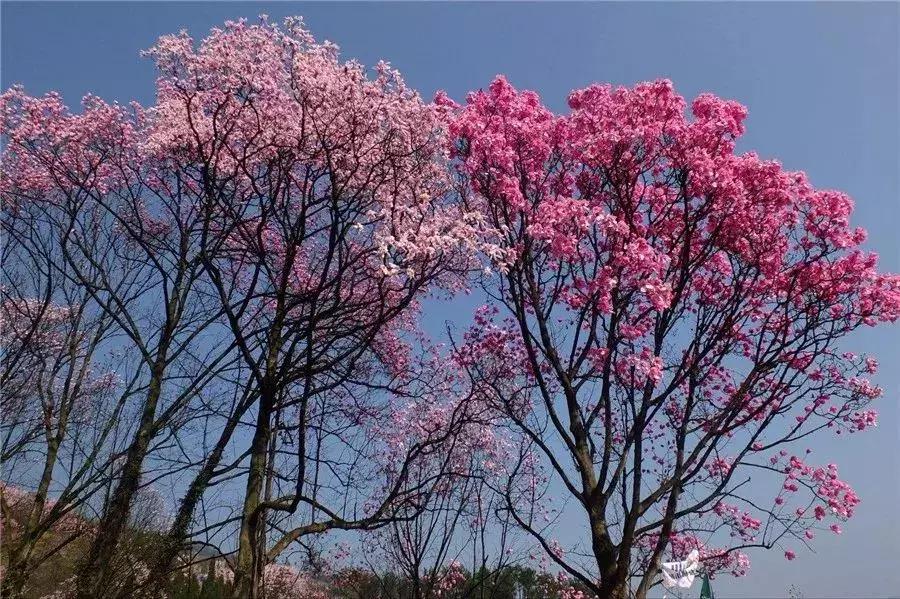 櫻花行情，浪漫滿(mǎn)溢的櫻花季來(lái)臨！