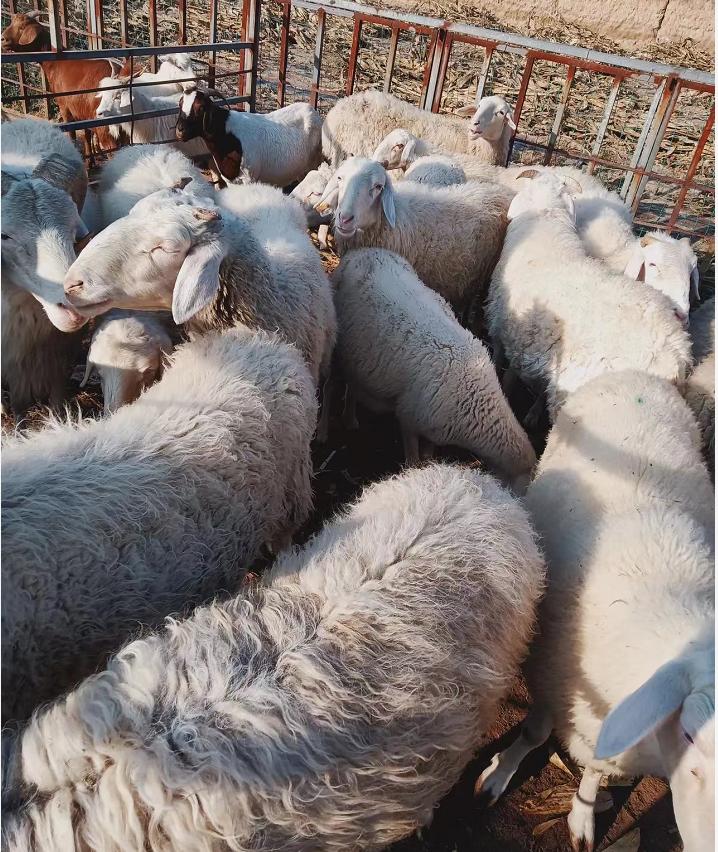 科技重塑農(nóng)業(yè)格局，玉米最新價(jià)格與智能引領(lǐng)未來(lái)趨勢(shì)分析