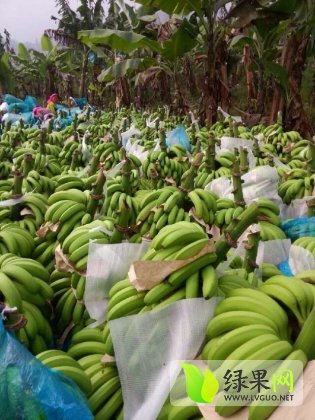 廣西香蕉產(chǎn)地價格行情探索，一場尋求內(nèi)心寧靜的香蕉之旅