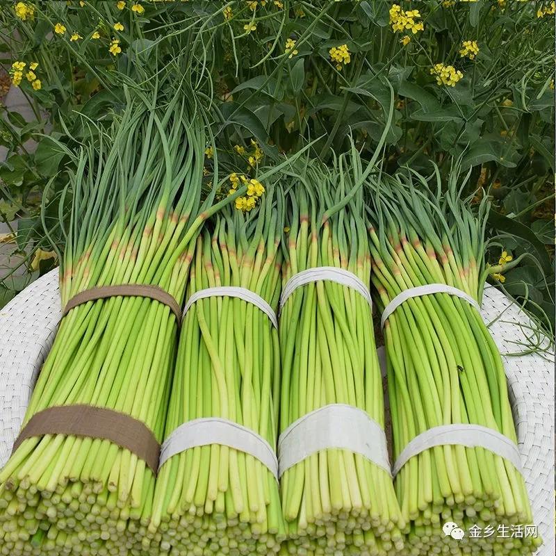 今日金鄉(xiāng)蒜片報(bào)價(jià)動(dòng)態(tài)，變化中的學(xué)習(xí)助力實(shí)現(xiàn)夢(mèng)想與自信