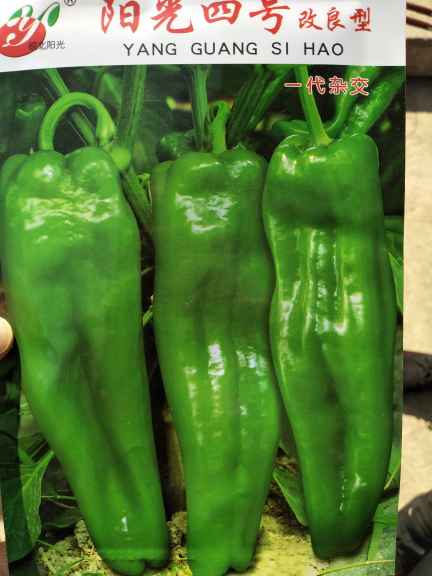 青椒價(jià)格最新行情，機(jī)遇與挑戰(zhàn)中的自我超越勵(lì)志之旅