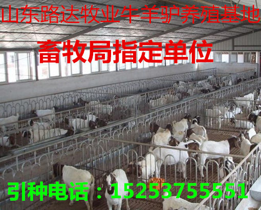 羊苗最新價(jià)格及溫情小故事，友情與羊苗的牽絆