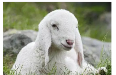 最新逗比羊，背景、事件與時(shí)代印記一網(wǎng)打盡！