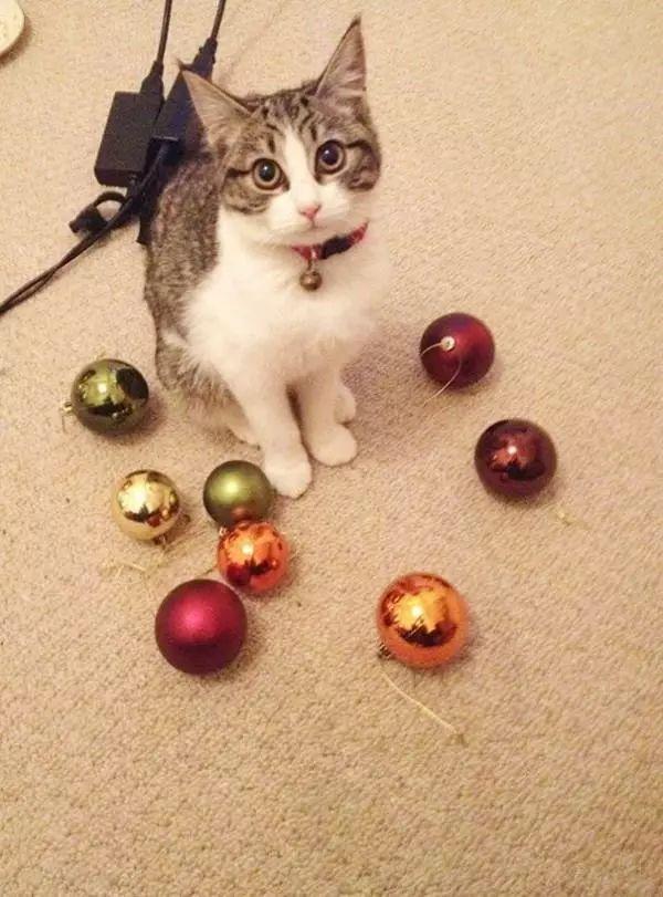 貓咪最新收藏，自然美景的心靈之旅，探索貓咪與大自然的獨特魅力