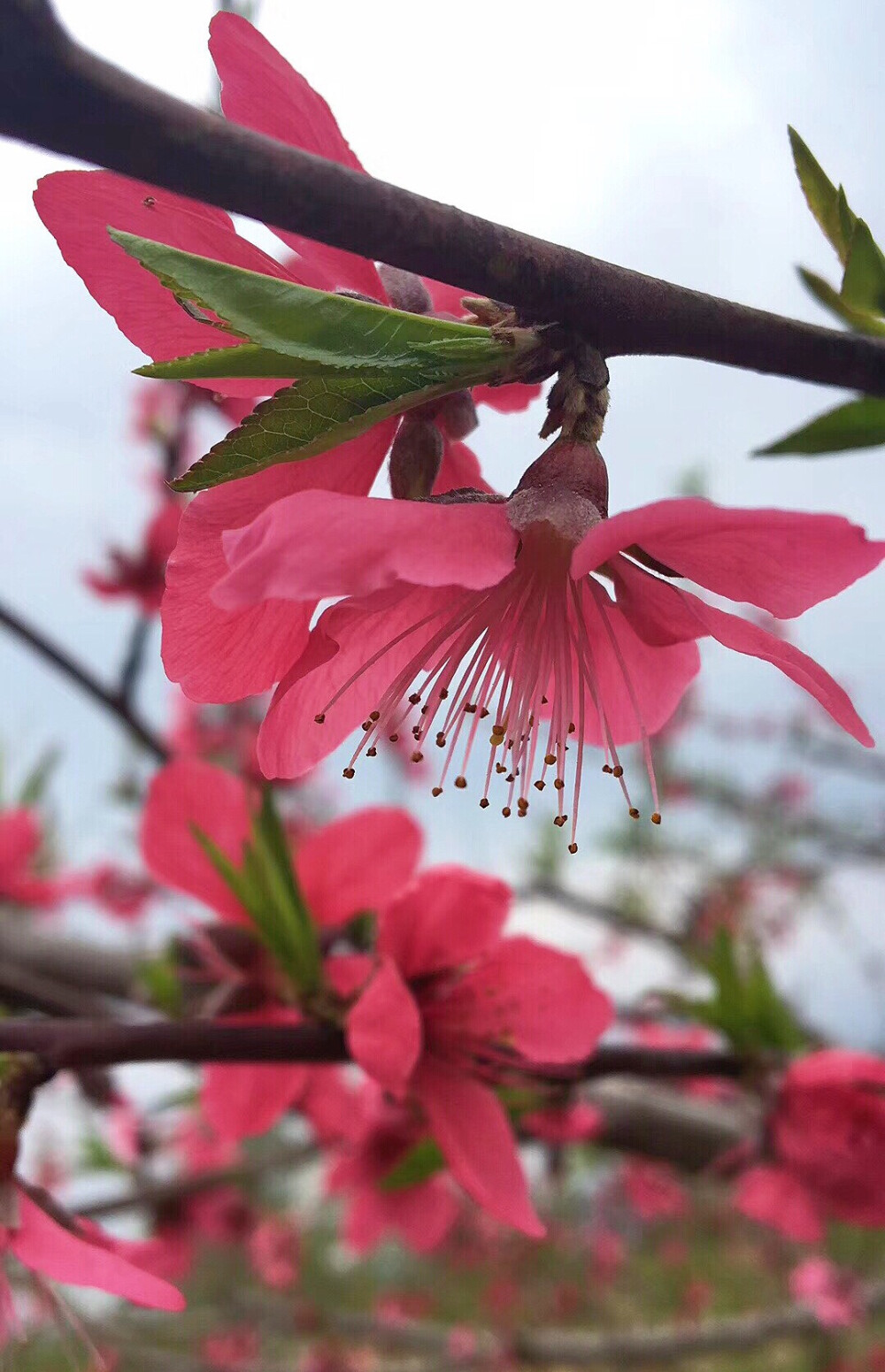 桃花最新版操作指南，從初學(xué)者到進(jìn)階用戶(hù)的通用教程