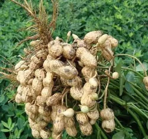 一粒種子的成長(zhǎng)與無限可能，今日花生最新價(jià)格揭秘