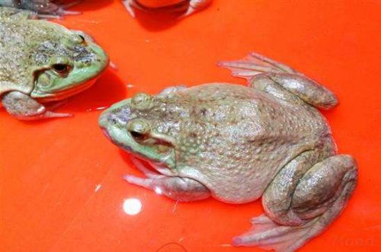 牛蛙最新收購價(jià)格，自然美景探索之旅啟程