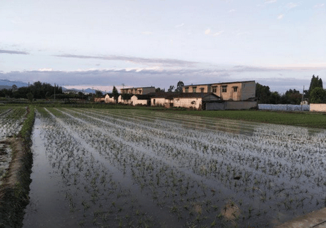 四川敖平川芎最新價(jià)格概覽，最新價(jià)格信息一覽無(wú)余