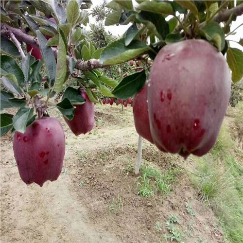 紅寶石甜蘋果最新動態(tài)，科技前沿的甜蜜之旅揭秘