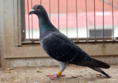 最新羅漢說(shuō)鴿119期視頻，揭秘小巷中的隱藏美食天堂