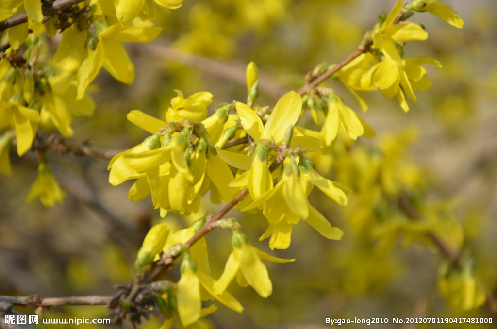連翹最新收購價格及獲取步驟指南