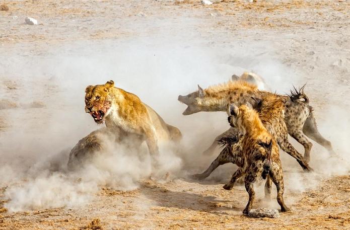 叢林大作戰(zhàn)2最新版，友情冒險之旅開啟！